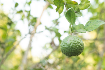 Kaffir Lime fruits on plant with green natural background