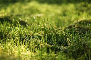 Wiese am Morgen im Sonnenlicht