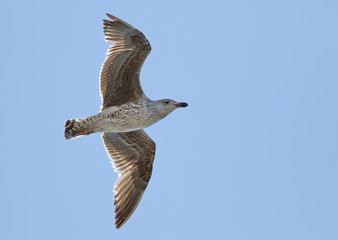 Great black-backed gull, Larus marinus, bird of Greenland 