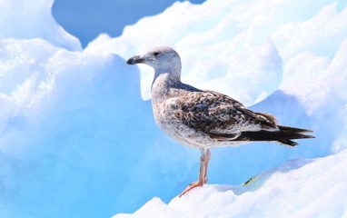 Great black-backed gull, Larus marinus, bird of Greenland 