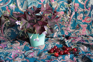 Still life with cherry berries and blooming home flower on colorful vuntage cover