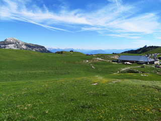 Fototapeta na wymiar paysage alpin - alpage du charmant som en chartreuse