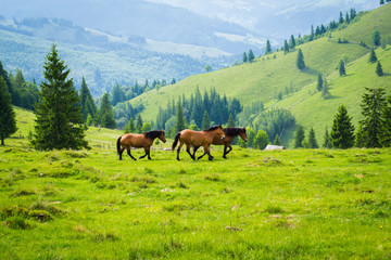 Plakat wild horses in a high mountain landscape in the romanian carpathians