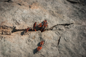 Pyrrhocoris apterus