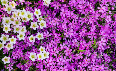 Fototapeta premium Delicate white flowers of Saxifrage mossy in spring garden