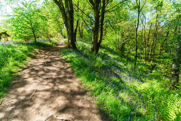 Fototapeta premium Beautiful path to Devil's Pulpit, Finnich Glen in Scotland