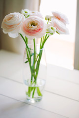Beautiful fresh cut beige Ranunculus asiaticus or Persian buttercup bouquet in glass vase on light background.Minimal floral composition for romantic gift.Vertical orientation