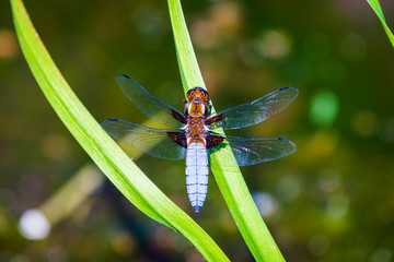 Emperor Dragonfly or Anax imperator sitting on green leaf