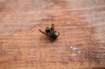 macro of a dead wasp
