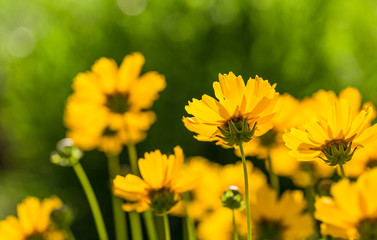 Outdoor spring, blooming yellow flower close-up, Coreopsis，Coreopsis drummondii Torr. et Gray