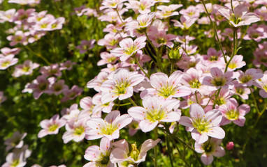 Delicate white flowers of Saxifrage mossy in spring garden