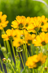 Obraz premium Outdoor spring, blooming yellow flower close-up, Coreopsis，Coreopsis drummondii Torr. et Gray