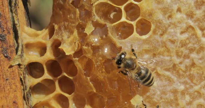 Life of Honey Bees in a Beehive in the Apiary