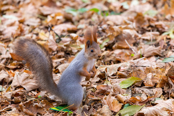 A wild squirrel captured in a cold sunny autumn day, funny cute squirrel is on the tree in autumn park. Colorful nature, fall season concept