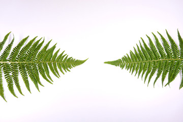 Botanical floral ferns on white background