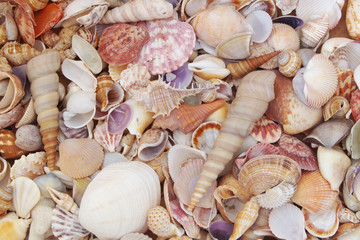 Tropical mixed seashells 