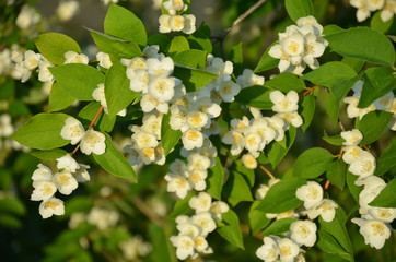 kwiat, jary, kwiat, charakter, biała, drzew, roślin, kwiat, jabłek, zieleń, galąz, kwiat, jardin, feuille, kwitnienie, beuty, makro, bliska, lato, flora, piękne, kwiatowy, jaśmin, kubki
