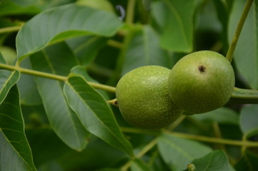 zieleń, owoc, roślin, drzew, charakter, feuille, jagoda, galąz, jedzenie, gronowy, feuille, winorośli, gronowy, rolnictwa, wina, kwilato, jardin, kawa, kiść, jagoda, busz, flora, naturalny, jary