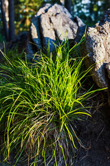 Fototapeta premium grass and leaves