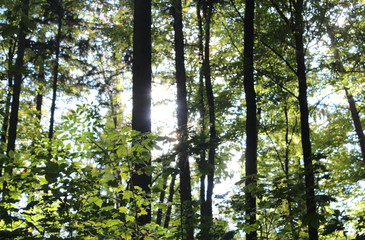 Fototapeta premium a forest in the back light