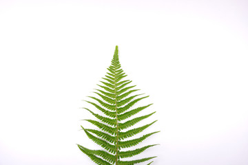 Christmas tree from fresh fern leave on white background 