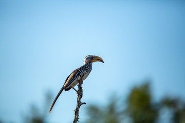 Yellow Billed Hornbill.