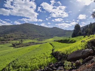 Green terraced fields in the mountains, Amhara province, Ethiopia.
