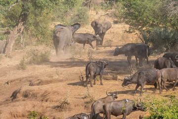 African elephants and cape buffaloes. Dust is visible