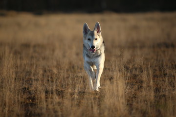 Portrait of happy mongrel dog walking on sunny autumn field.