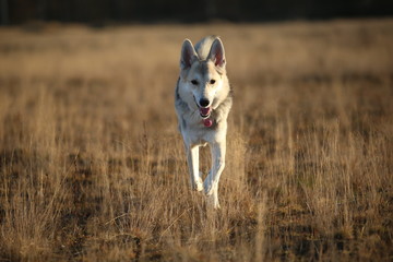 Obraz premium Portrait of happy mongrel dog walking on sunny autumn field.