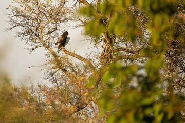 Bateleur Eagle