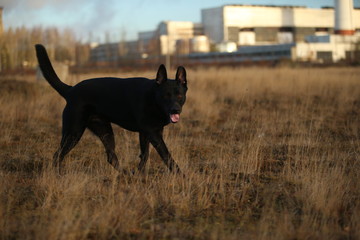Portrait of cute mixed breed black dog walking on sunny meadow.
