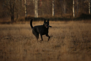 Portrait of cute mixed breed black dog walking on sunny meadow.