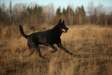 Portrait of cute mixed breed black dog walking on sunny meadow.