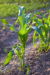 Fototapeta premium Corn crops growing in the vegetable garden outdoors. Corn plant. Space for text. Close up view
