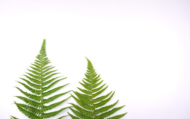 Christmas tree from fresh fern leaves on white background with copy space for your own text