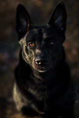 Portrait of cute mixed breed black dog walking on sunny meadow.