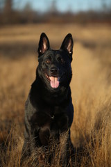 Portrait of cute mixed breed black dog walking on sunny meadow.