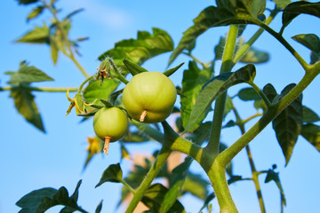 Unripe green tomatoes growing on the garden bed outdoors. Green vegetables  growing in the vegetable garden.