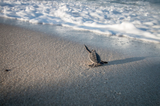 Baby Green sea turtle on the beach.