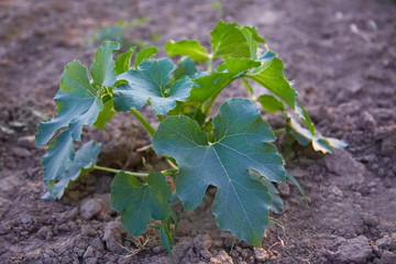 Zucchini seedling growing on a vegetable bed. Cultivation and planting of zucchini. Young seedlings of zucchini in the garden