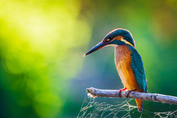 Common European Kingfisher or Alcedo atthis perched on a stick above the river and hunting for fish
