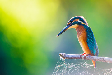 Common European Kingfisher or Alcedo atthis perched on a stick above the river and hunting for fish