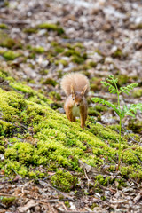 red squirrel