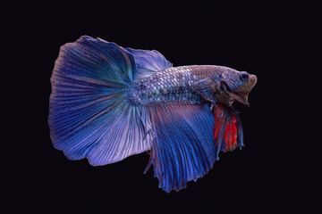 Betta Siamese fighting fish, Betta splendens Pla-kad ( biting fish ) Thai, popular aquarium fish. Big ears dumbo Golden yellow glossy half moon long tail Betta Fighting motion face isolated on black