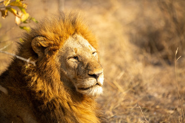 Lion pride with sub adults © Darrel