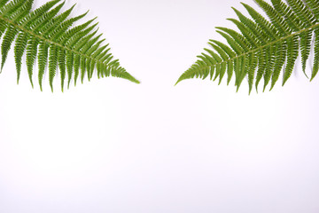 Fototapeta na wymiar Botanical floral ferns decoration on white background with copy space for your own text 