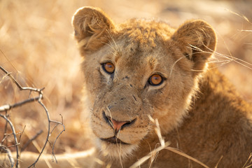 Lion pride with sub adults © Darrel