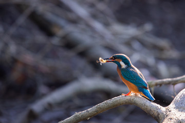 Kingfisher or Alcedo atthis perches with prey on branch