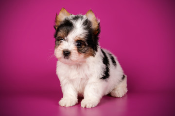 Biewer Yorkshire Terrier on colored backgrounds